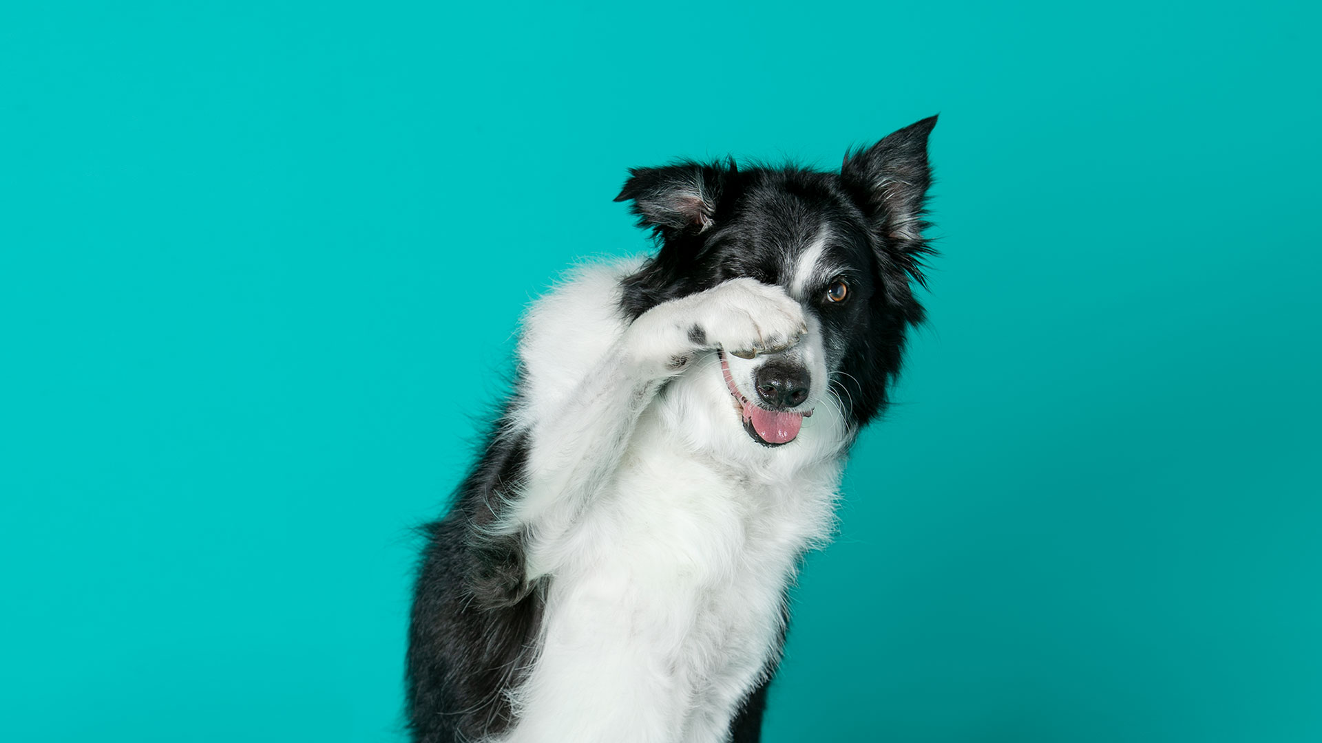 petsmart grooming